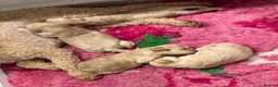 Poochon dogs for sale: Poochons born to Extensively HealthTested parents  - Advert 20