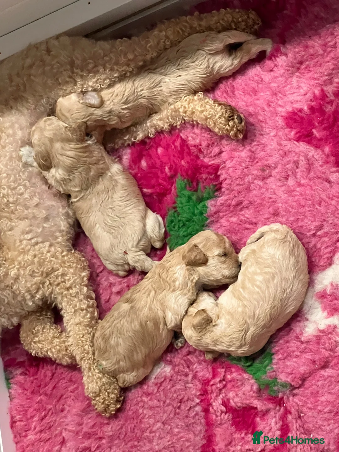 Poochon dogs for sale: Poochons born to Extensively HealthTested parents  - Advert 20