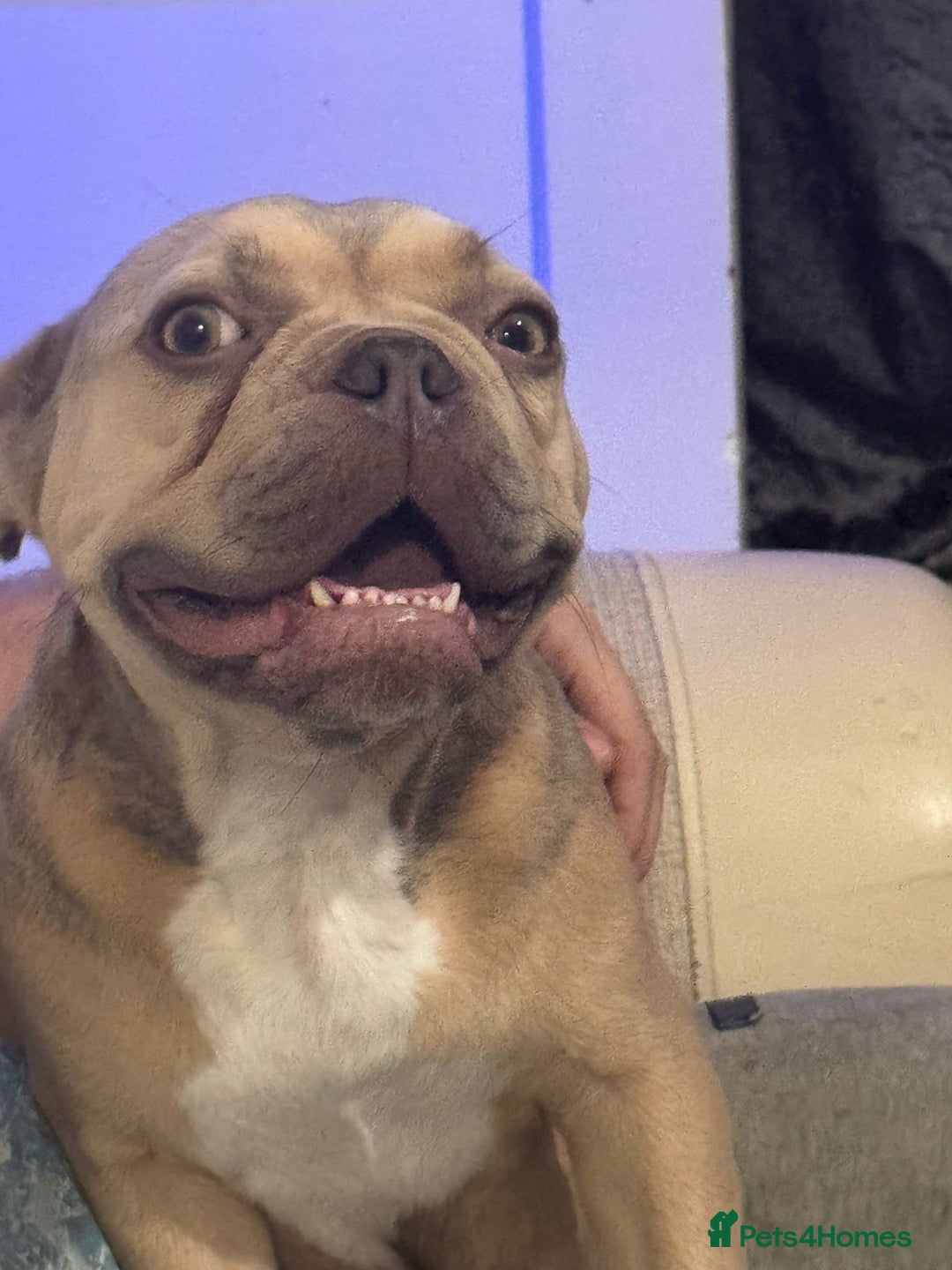 French Bulldog dogs for sale: Female French bulldogs  - Advert 5