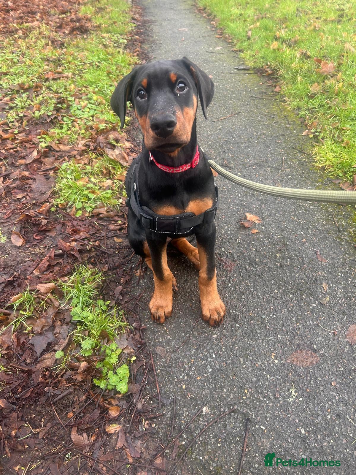 Dobermann dogs 🐾 Dobermann puppies/KC reg🐾 Top Pedigree - Advert 6