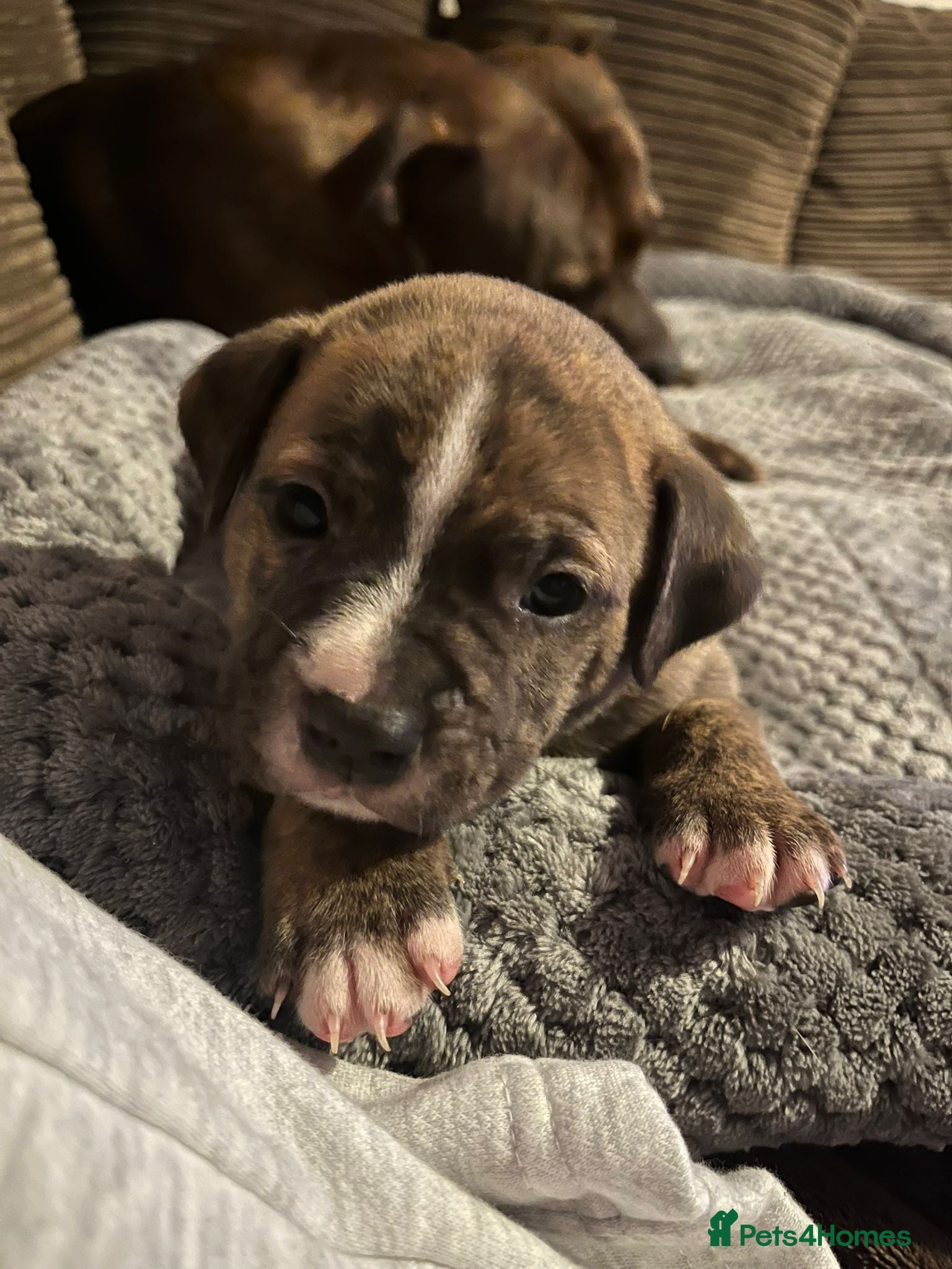 Staffordshire Bull Terrier dogs  brindle and red Staffordshire bull terriers - Advert 2