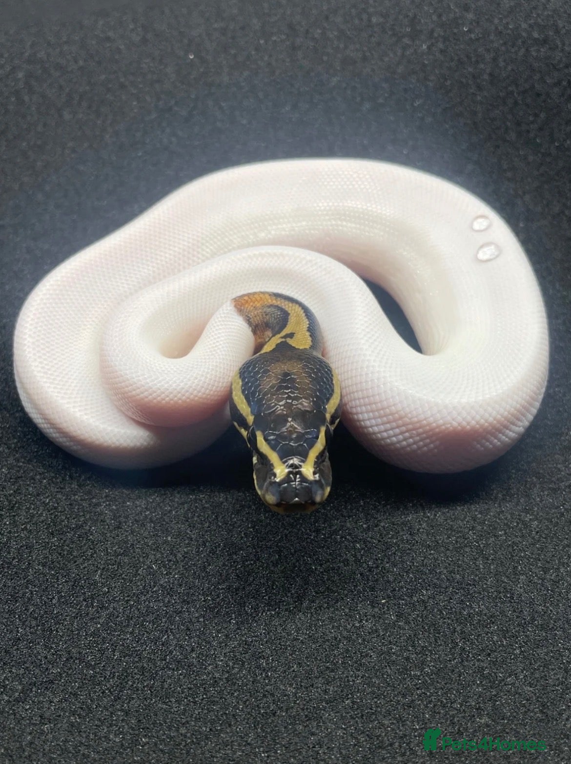 Python Snake reptiles Royals python Hatchlings  - Advert 2