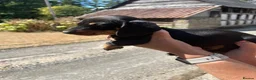 Miniature Dachshund dogs for sale: Miniature Dachshund Puppies - Advert 8