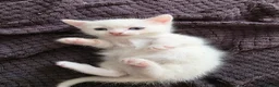 Mixed Breed cats for sale: 🔹️🔸️🔹️Kittens🔸️domestic cat x Ragdoll 🔹️🔸️ - Advert 10