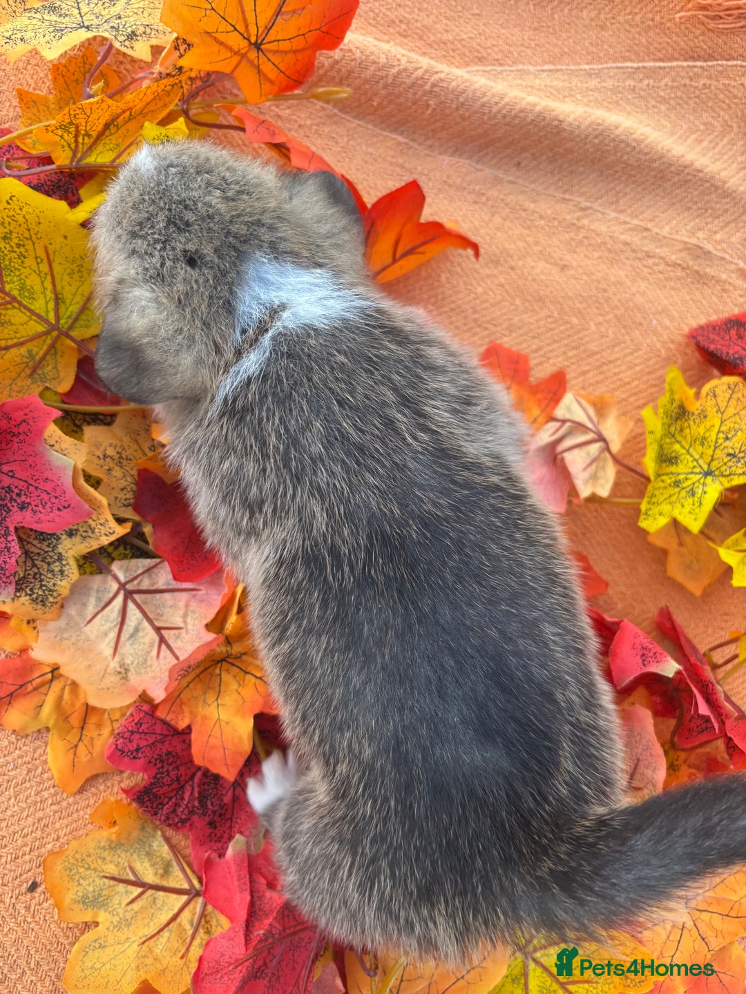 Welsh Corgi Pembroke dogs for sale: Champion Show quality stunning Corgi Puppies - Image 4