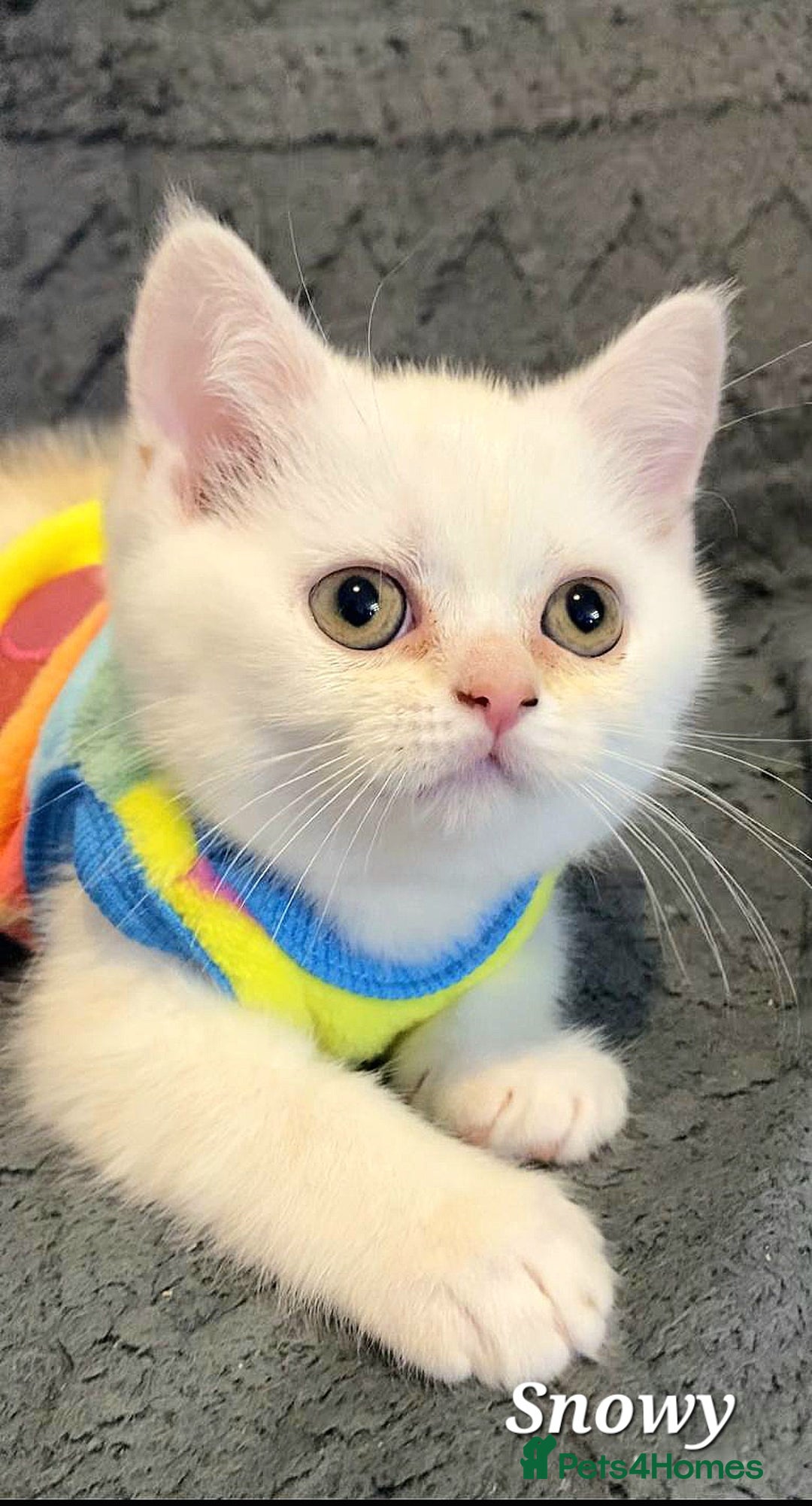 British Shorthair cats for sale: GCCF Snowflake BSH - Advert 22