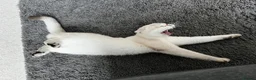 Scottish Fold cats for sale: Scottish fold in Bedford - Advert 5