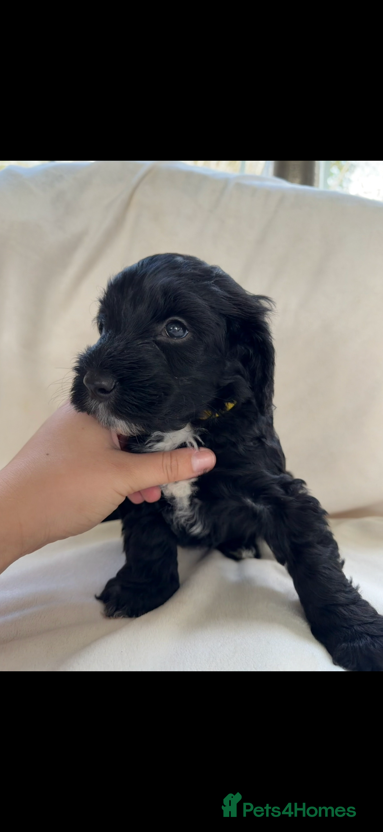 Cockapoo dogs cockapoos ready 14th march  - Advert 3