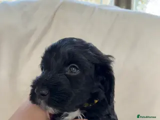 Cockapoo dogs cockapoos ready 14th march - Advert 3