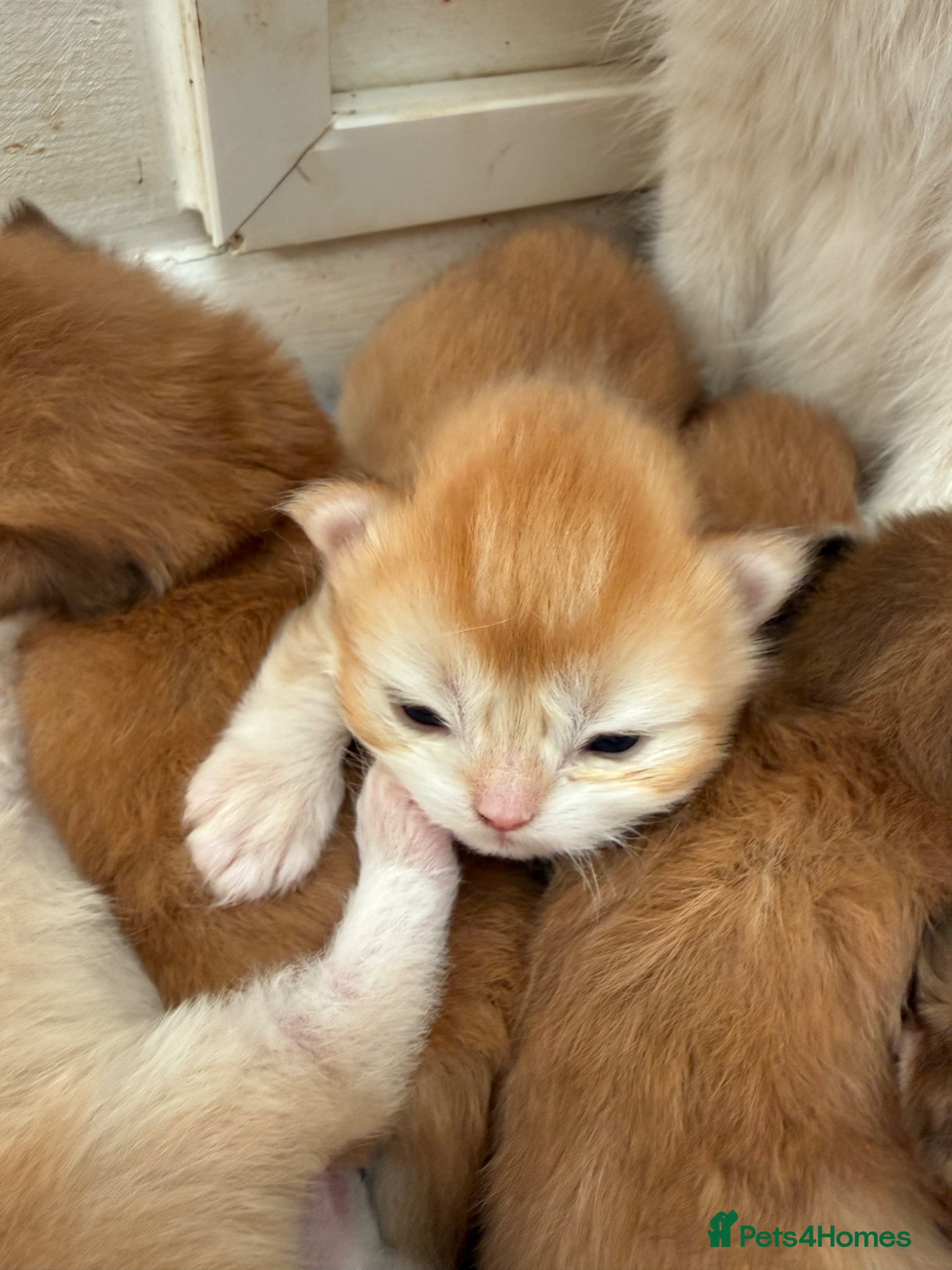 British Shorthair cats GCCF reg Chocolate And Black Golden Kittens - Advert 1