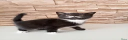 Mixed Breed cats for sale: Kittens  - Advert 3