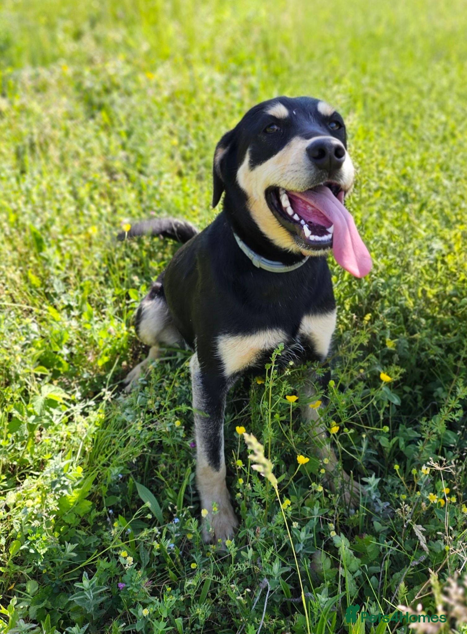 Mixed Breed dogs Reggie – Loving Terrier Cross  - Advert 1
