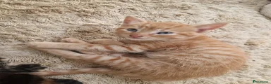 Mixed Breed Kitten 1