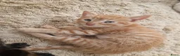 Mixed Breed cats for sale: Two kittens - Advert 11