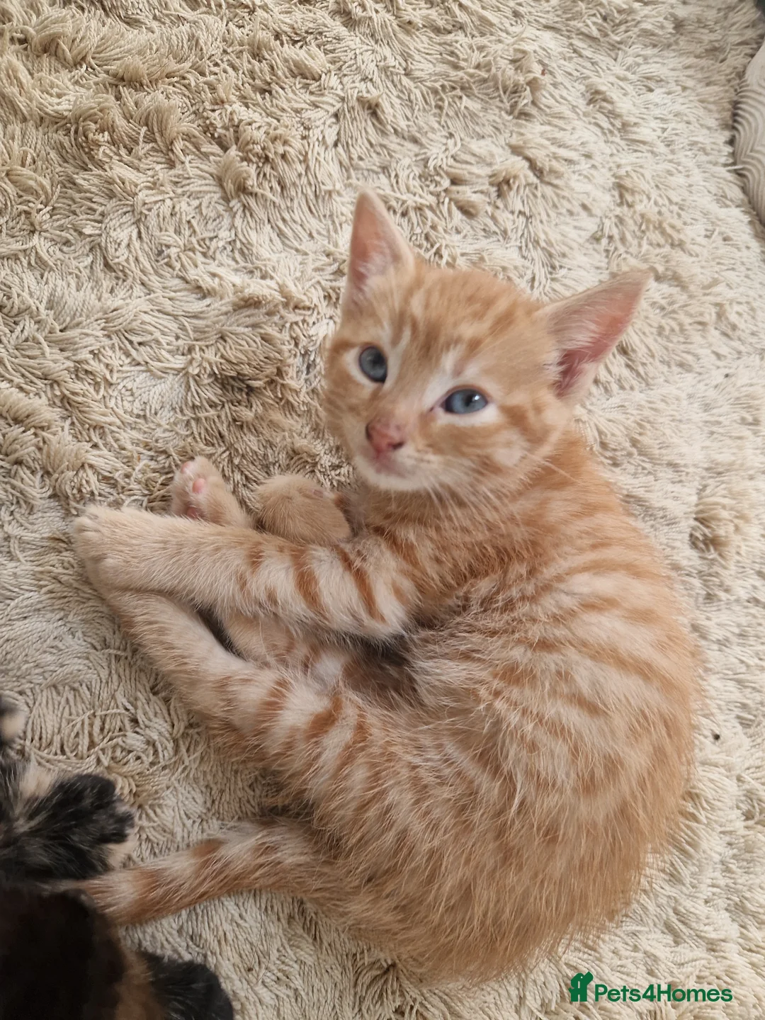 Mixed Breed cats for sale: Two kittens - Advert 11