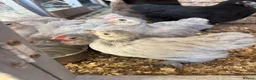 Chickens poultry for sale: Lavender pekin chicks and guinea fowl keets  - Advert 2