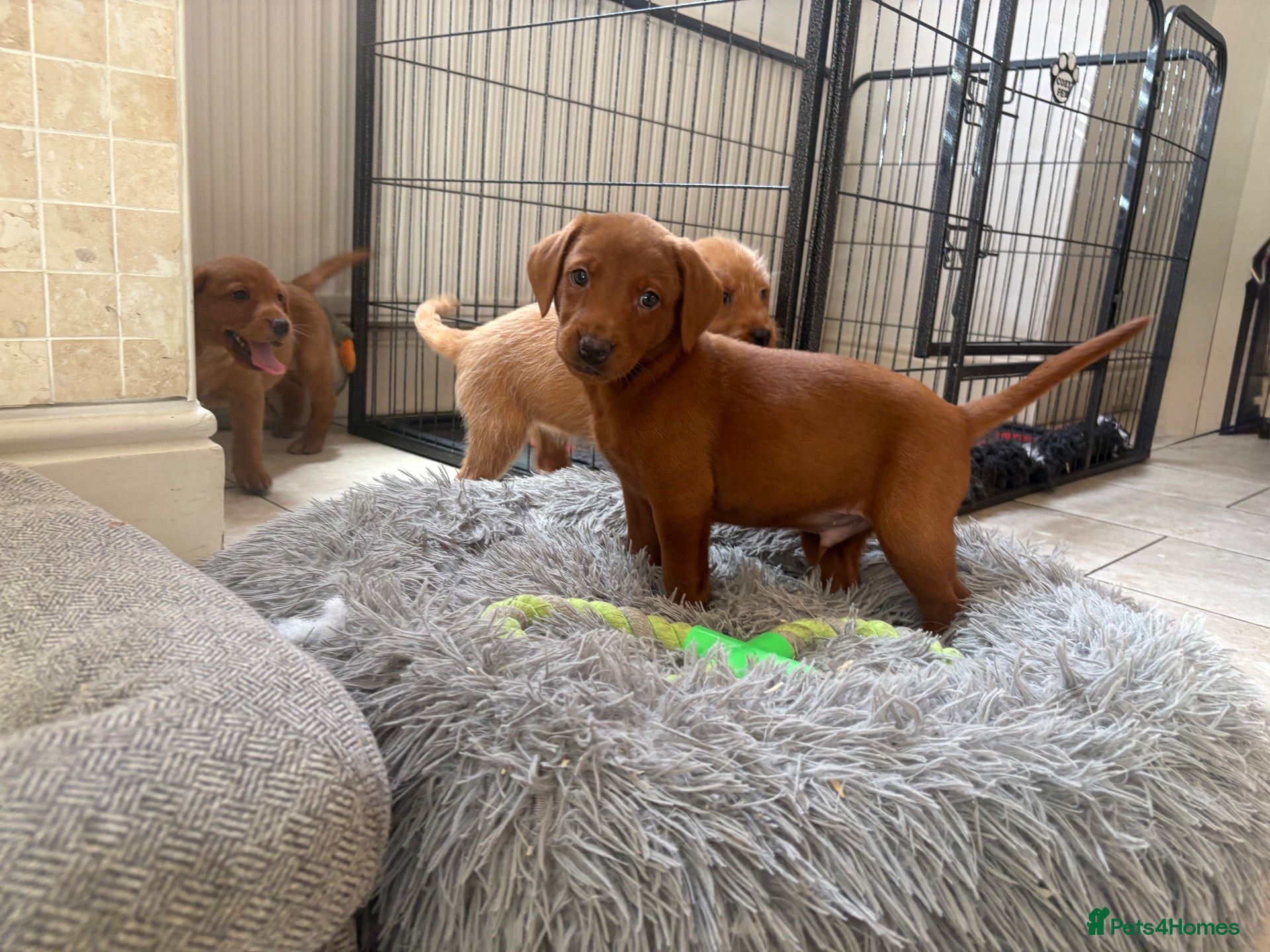 Labradoodle dogs F1B Quality Health Tested Fox Red Labradoodle  - Advert 1