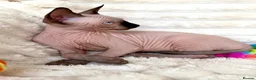 Sphynx cats for sale: Canadian Sphynx Kittens  - Advert 6