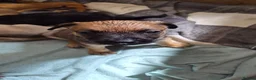 Mixed Breed dogs for sale: Mixed breed puppies  - Advert 6