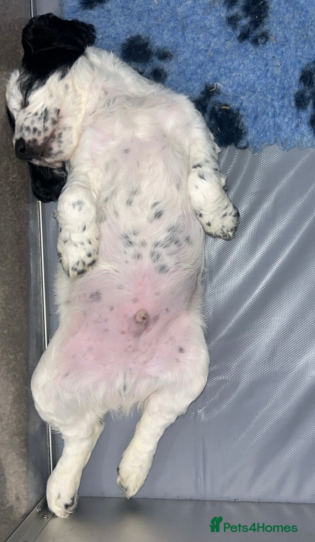 Cocker Spaniel dogs for sale: Cocker spaniel boy  - Advert 6