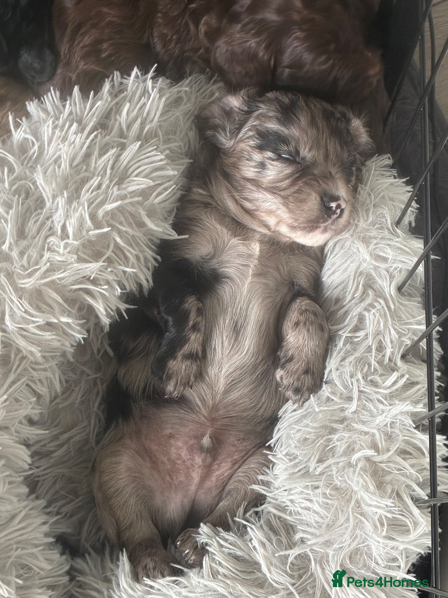 Cavapoo dogs for sale: Beautiful 🧬 health tested Cavapoos  - Advert 2