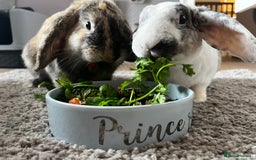French Lop rabbits for sale: Gizmo and Della  - Image 3