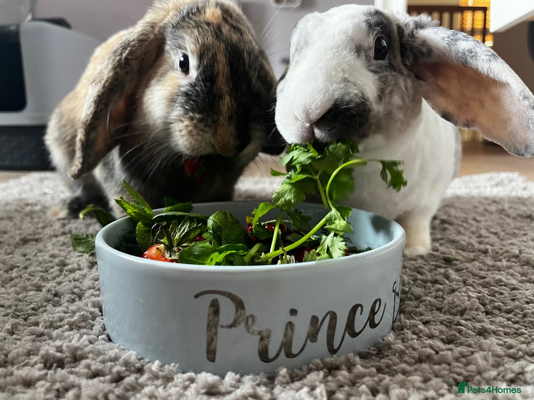 French Lop rabbits for sale: Gizmo and Della  - Image 3