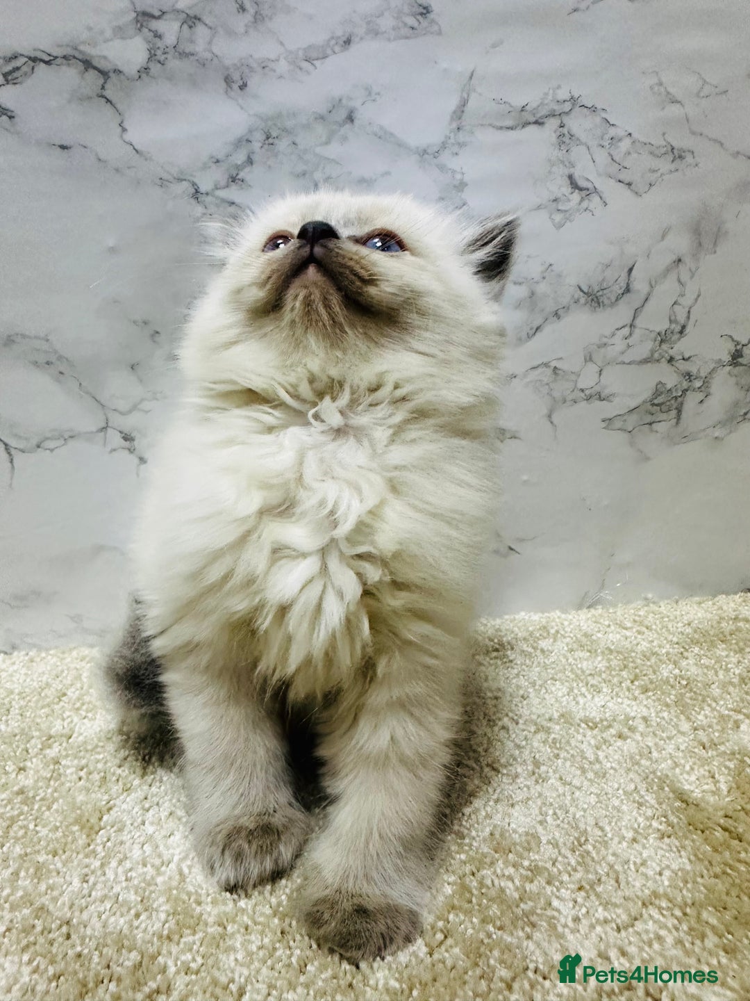 Ragdoll cats for sale: Pure Beautiful Ragdoll Kittens  - Advert 10