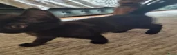 Mixed Breed cats for sale: Beautiful boy kitten  - Advert 7