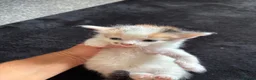 Mixed Breed cats for sale: Ready now adorable kittens - Advert 7