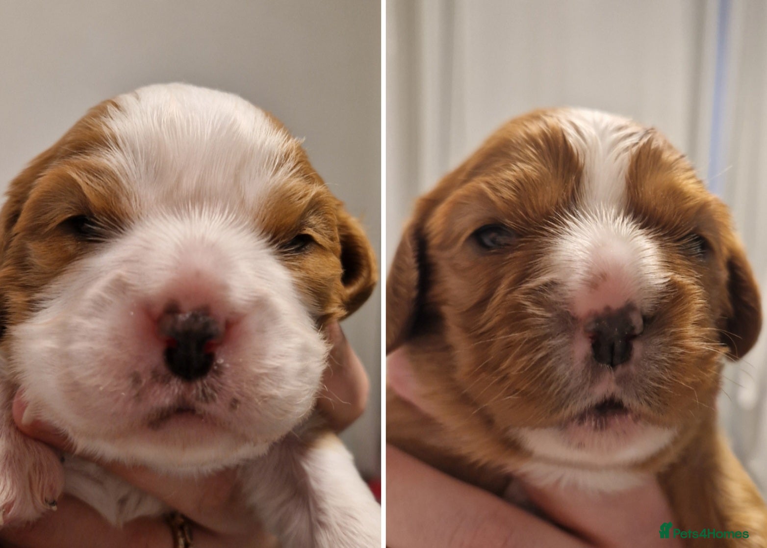 Cavalier King Charles Spaniel dogs 🐾 3 Beautiful KC Cavalier CKCS Puppies 🐾 - Advert 2
