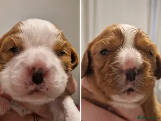 Cavalier King Charles Spaniel dogs 🐾 3 Beautiful KC Cavalier CKCS Puppies 🐾 - Advert 2