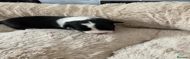 Border Collie Puppy Purple 