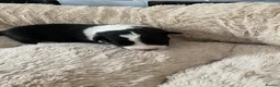 Border Collie dogs for sale: Handsome chunky Border Collie pups in Havant - Advert 7