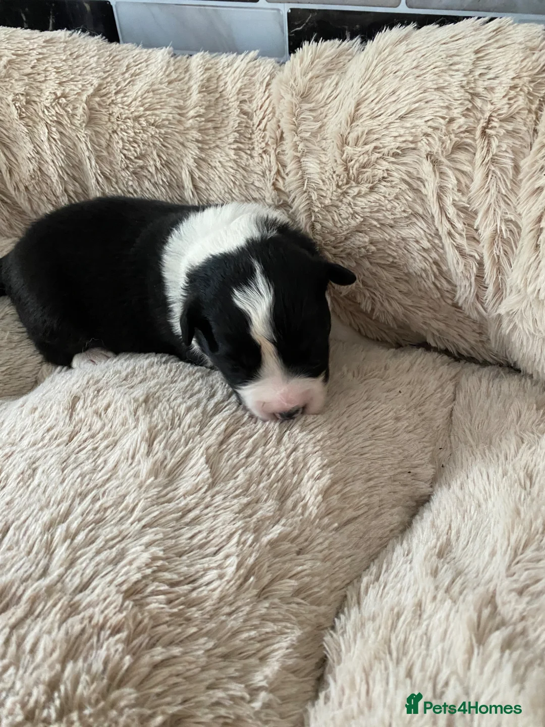 Border Collie dogs for sale: Handsome chunky Border Collie pups in Havant - Advert 7