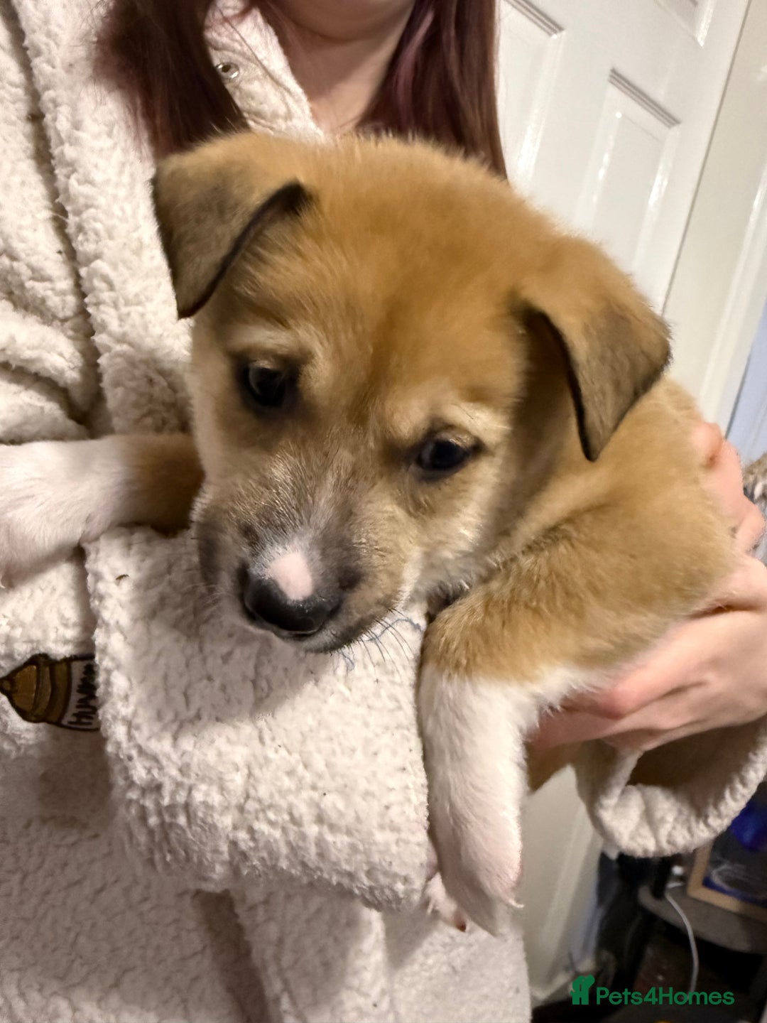 Mixed Breed dogs for sale: Malamute x puppies - Advert 14