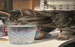 Domestic Shorthair cats for sale: Pretty little tuxedo and cutest little tabby - Image 19