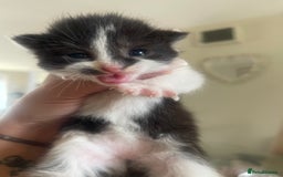 Ragdoll cats for sale: Beautiful fluffy ragdoll X kittens  - Image 5