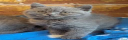 British Shorthair cats for sale: British shorthair and longhair kittens  - Advert 2