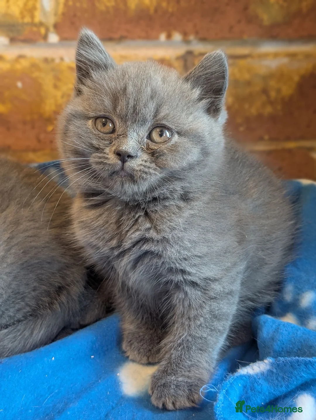 British Shorthair cats for sale: British shorthair and longhair kittens  - Advert 2