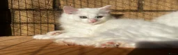 Turkish Angora cats for sale: Kittens available for loving homes - Advert 18