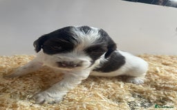 English Springer Spaniel dogs for sale: Working English springer spaniel puppies  - Image 13