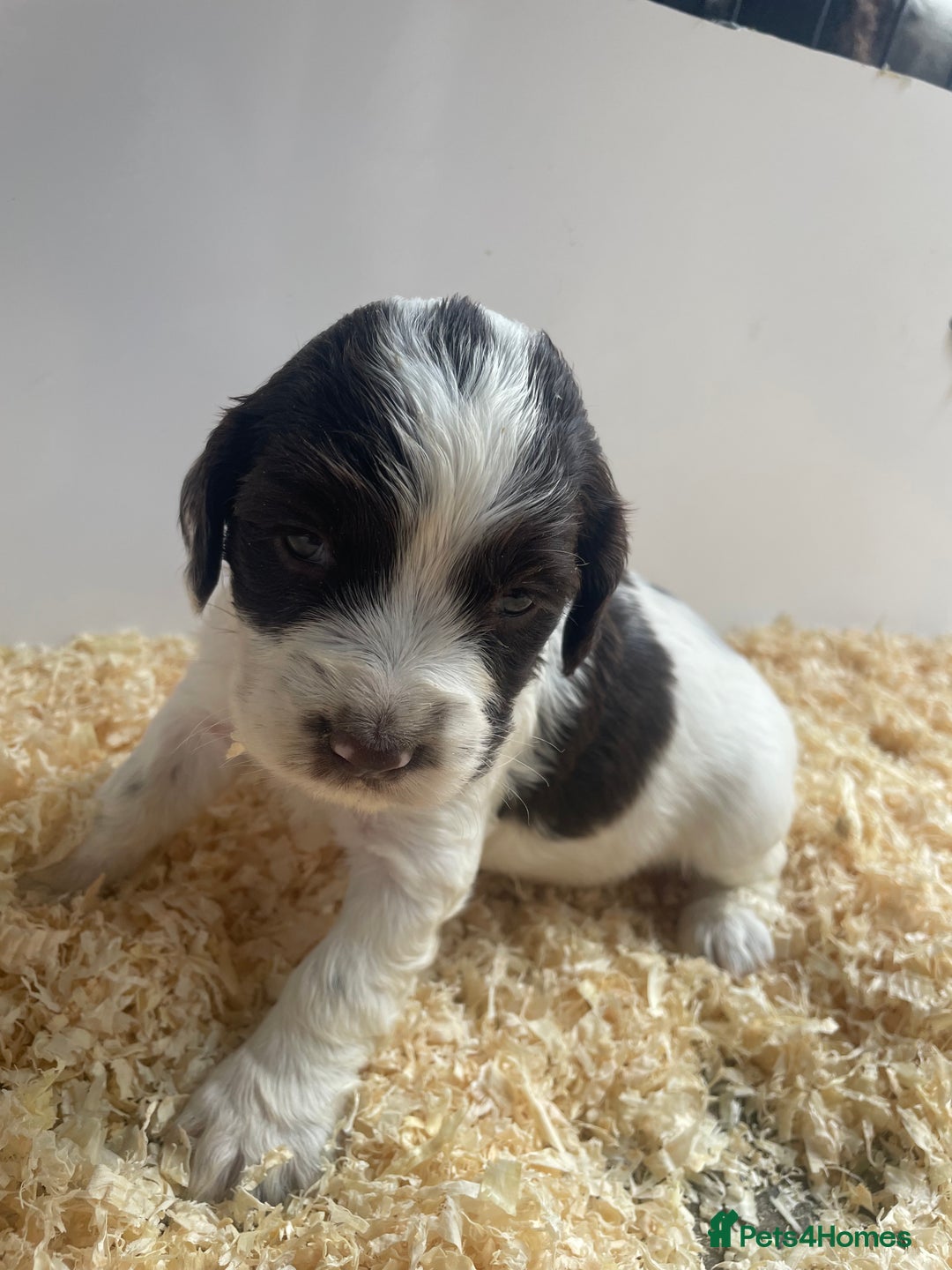 English Springer Spaniel dogs for sale: Working English springer spaniel puppies  - Image 13