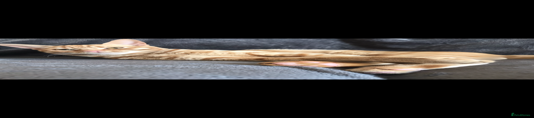 Domestic Shorthair ginger male