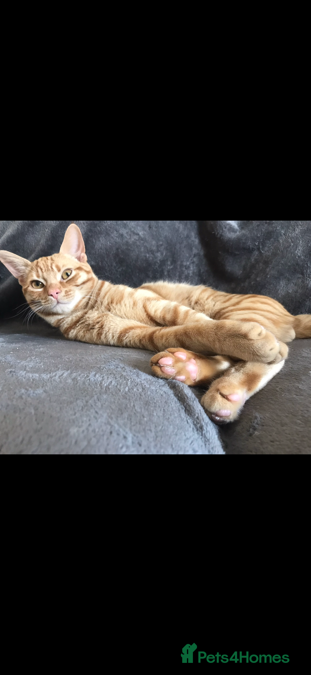 Domestic Shorthair cats for sale: Urgently needing re-homing  - Image 4