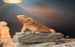 Bearded Dragon reptiles for sale: Female Bearded Dragon with Vivarium - Image 3