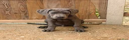 Cane Corso dogs for sale: Cane corso pups fully vaccinated  - Advert 8