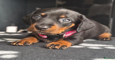 Miniature Dachshund dogs - Advert 16