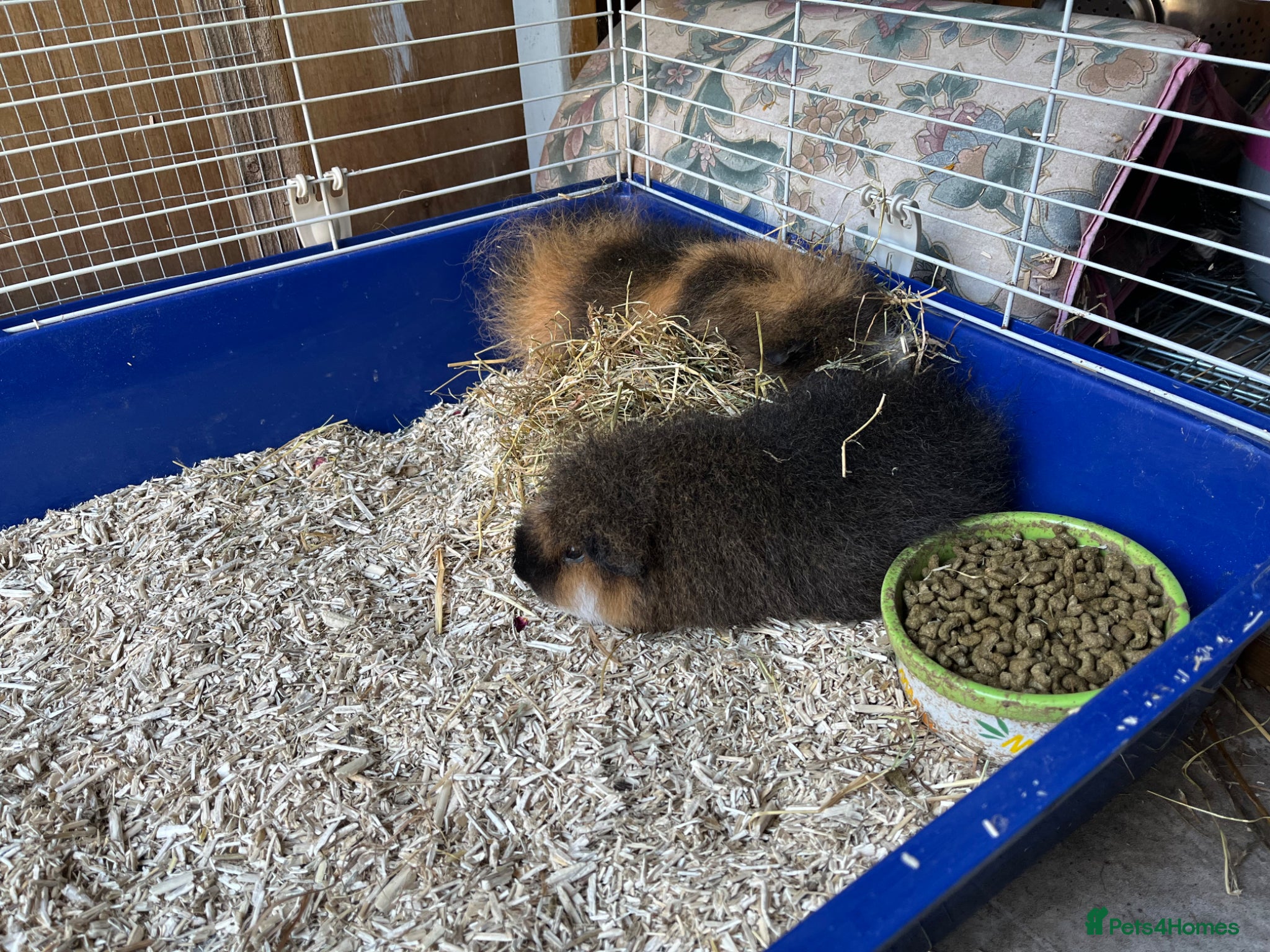 Guinea Pig rodents Pair of swiss guinea pigs sows - Advert 1