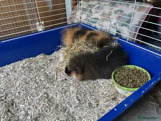 Guinea Pig rodents Pair of swiss guinea pigs sows - Advert 1